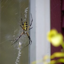 The Circle of Life and Charlotte’s Web